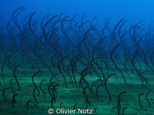 The largest eel field I ever saw! by Olivier Notz 